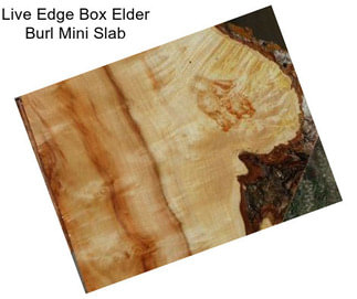 Live Edge Box Elder Burl Mini Slab