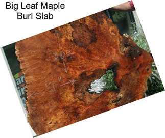 Big Leaf Maple Burl Slab