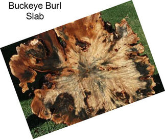 Buckeye Burl Slab