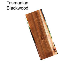 Tasmanian Blackwood