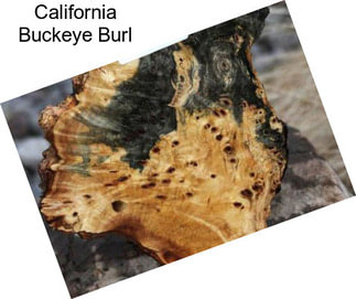 California Buckeye Burl