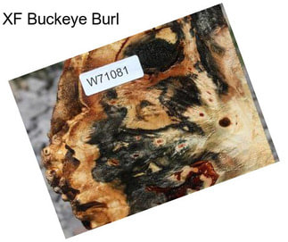 XF Buckeye Burl
