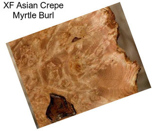 XF Asian Crepe Myrtle Burl