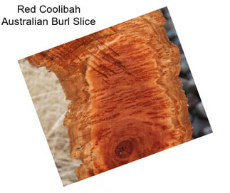 Red Coolibah Australian Burl Slice