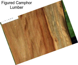 Figured Camphor Lumber