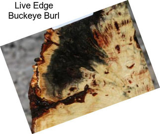 Live Edge Buckeye Burl