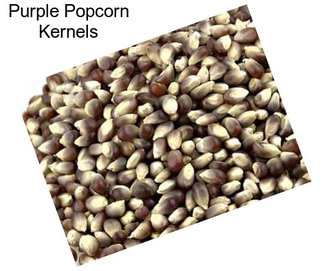 Purple Popcorn Kernels