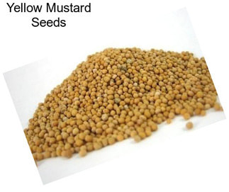 Yellow Mustard Seeds