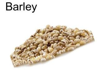 Barley