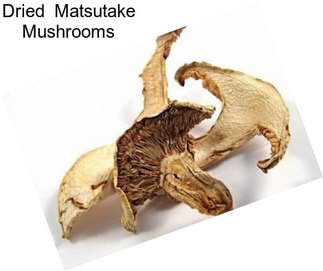 Dried  Matsutake Mushrooms