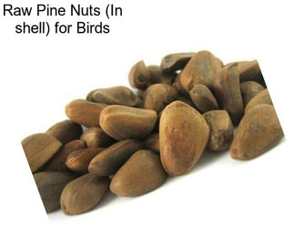 Raw Pine Nuts (In shell) for Birds