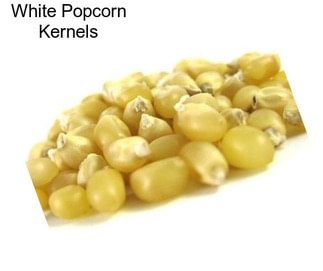 White Popcorn Kernels