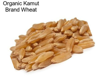 Organic Kamut Brand Wheat