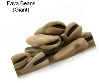 Fava Beans (Giant)