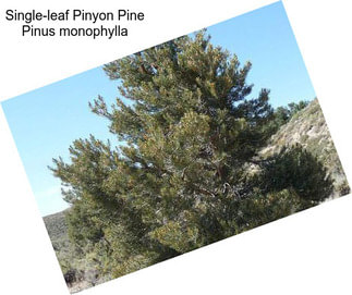 Single-leaf Pinyon Pine Pinus monophylla
