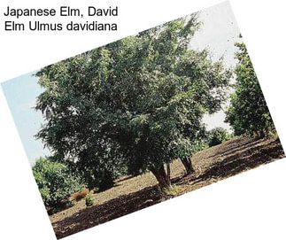 Japanese Elm, David Elm Ulmus davidiana