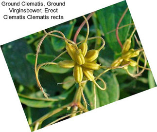 Ground Clematis, Ground Virginsbower, Erect Clematis Clematis recta