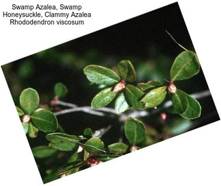 Swamp Azalea, Swamp Honeysuckle, Clammy Azalea Rhododendron viscosum