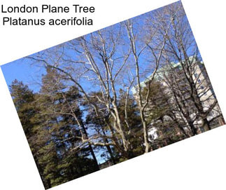 London Plane Tree Platanus acerifolia