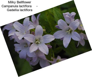 Milky Bellflower Campanula lactiflora     - Gadellia lactiflora