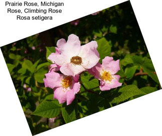Prairie Rose, Michigan Rose, Climbing Rose Rosa setigera