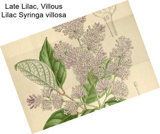 Late Lilac, Villous Lilac Syringa villosa