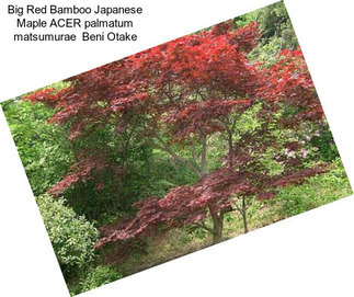 Big Red Bamboo Japanese Maple ACER palmatum matsumurae  Beni Otake
