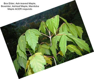 Box Elder, Ash-leaved Maple, Boxelder, Ashleaf Maple, Manitoba Maple ACER negundo