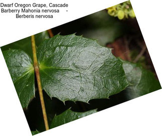 Dwarf Oregon Grape, Cascade Barberry Mahonia nervosa     - Berberis nervosa