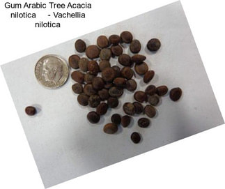 Gum Arabic Tree Acacia nilotica     - Vachellia nilotica