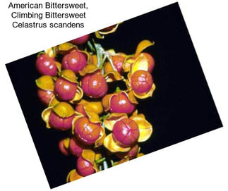 American Bittersweet, Climbing Bittersweet Celastrus scandens