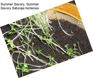 Summer Savory, Summer Savory Satureja hortensis