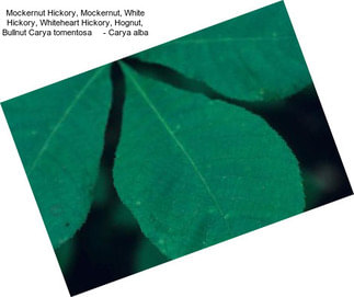 Mockernut Hickory, Mockernut, White Hickory, Whiteheart Hickory, Hognut, Bullnut Carya tomentosa     - Carya alba