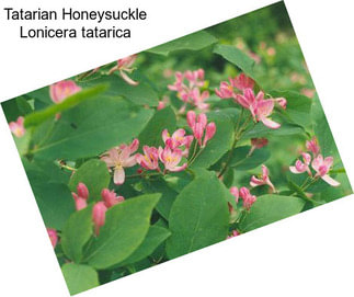 Tatarian Honeysuckle Lonicera tatarica