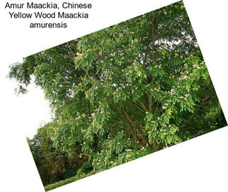 Amur Maackia, Chinese Yellow Wood Maackia amurensis