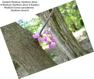 Eastern Redbud, Northern Zone 6 Redbud, Northern Zone 6 Eastern Redbud Cercis canadensis    Northern Zone 6