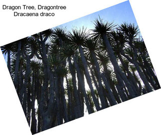 Dragon Tree, Dragontree Dracaena draco