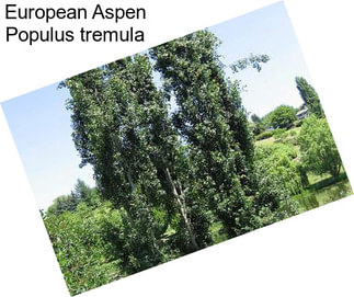 European Aspen Populus tremula