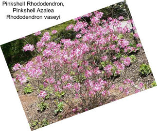 Pinkshell Rhododendron, Pinkshell Azalea Rhododendron vaseyi