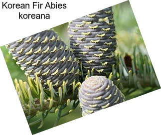 Korean Fir Abies koreana