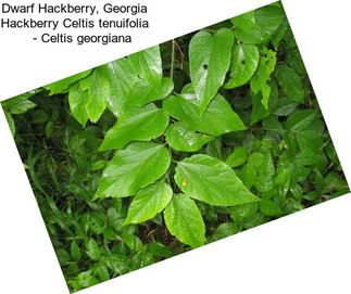 Dwarf Hackberry, Georgia Hackberry Celtis tenuifolia     - Celtis georgiana