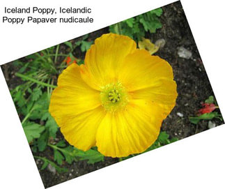 Iceland Poppy, Icelandic Poppy Papaver nudicaule