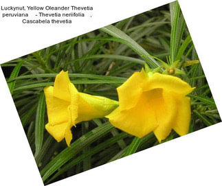 Luckynut, Yellow Oleander Thevetia peruviana     - Thevetia neriifolia    , Cascabela thevetia