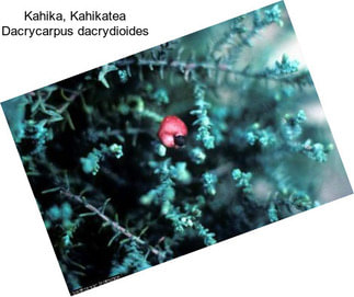 Kahika, Kahikatea Dacrycarpus dacrydioides