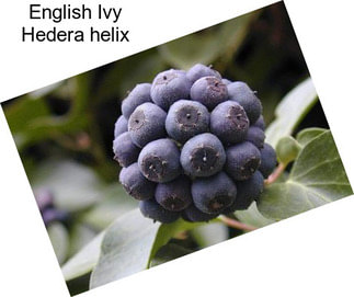 English Ivy Hedera helix