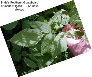 Bride\'s Feathers, Goatsbeard Aruncus vulgaris     - Aruncus dioicus