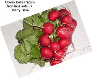 Cherry Belle Radish Raphanus sativus   Cherry Belle