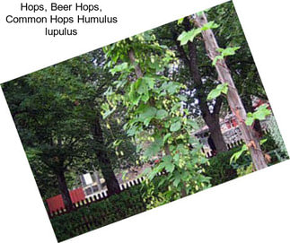 Hops, Beer Hops, Common Hops Humulus lupulus