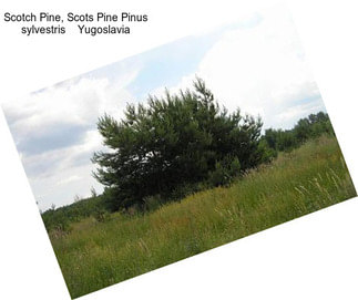 Scotch Pine, Scots Pine Pinus sylvestris    Yugoslavia