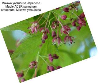 Mikawa yatsubusa Japanese Maple ACER palmatum amoenum  Mikawa yatsubusa